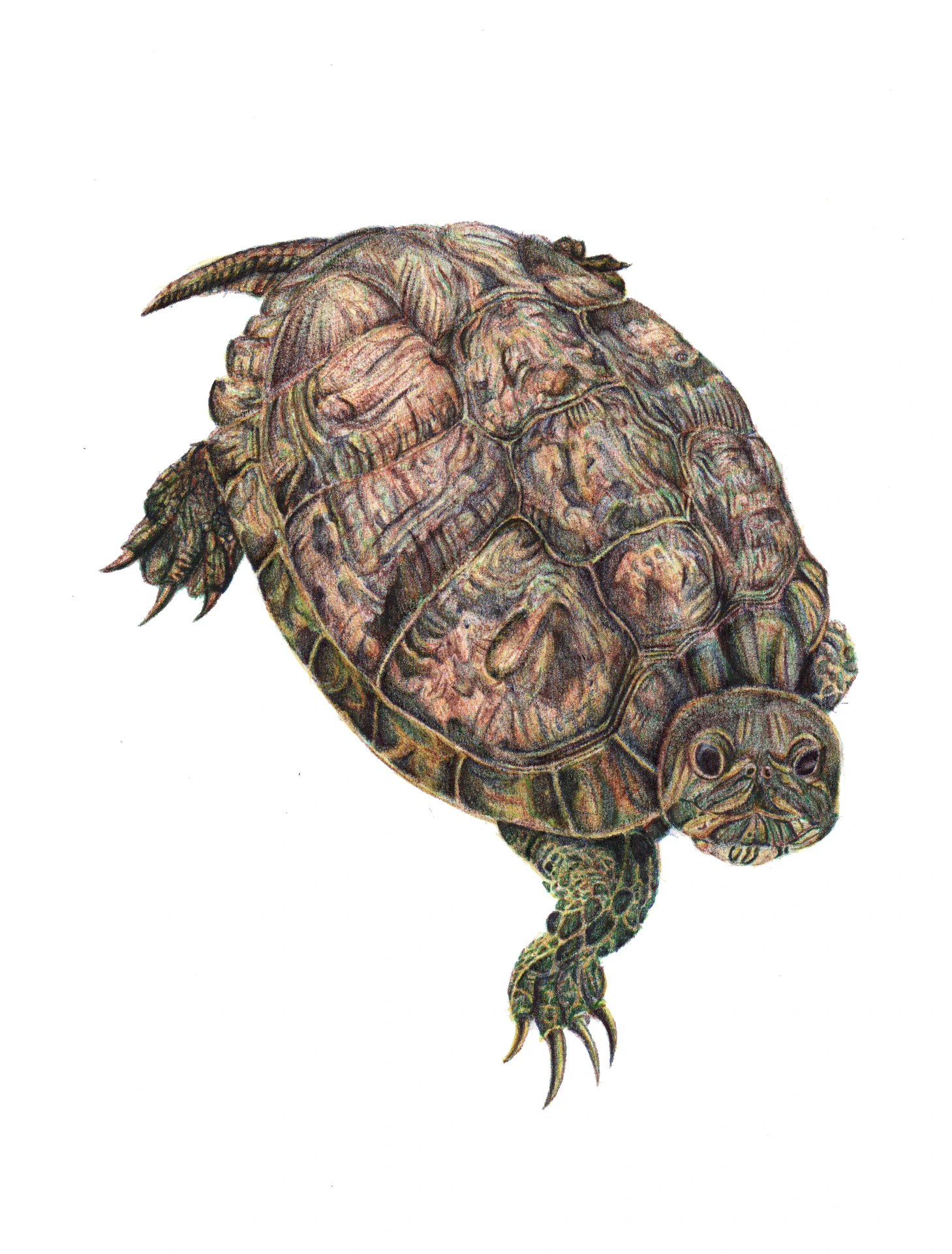 Illustration d'un portrait de Tortue réaliste au Stylo BIC par Jeanilia, Jeanne Matton